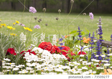 There are many pretty flowers. There are many pretty flowers. 73509277
