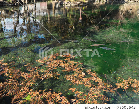 伊祖魯哈拉·本特尼克(Izuruhara Bentenike) 伊祖魯哈拉·本特尼克(Izuruhara Bentenike) 73509642