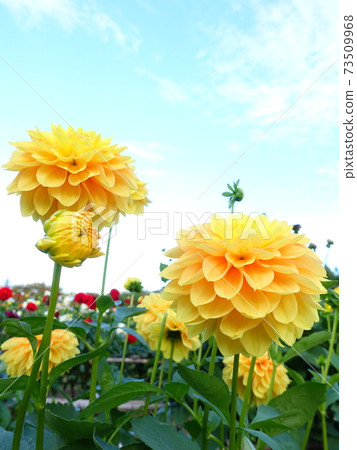 Dahlia Tengu Peony 73509968