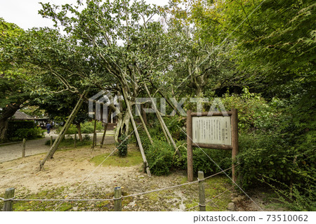 奈良縣奈良市五國椿的白橋寺 奈良縣奈良市五國椿的白橋寺 73510062