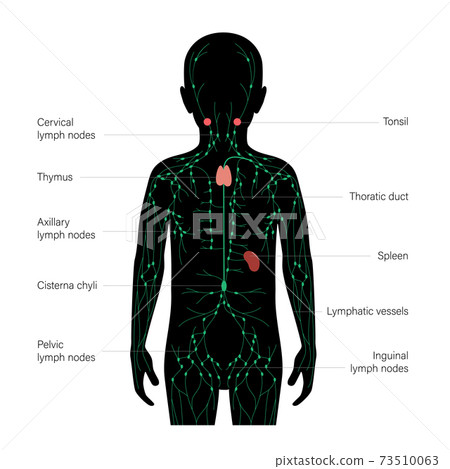 Lymphatic System Concept Lymphatic System Concept 73510063
