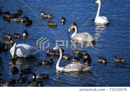 In the new year, Matsunouchi. It is crowded with young and adult whooper swans and many ducks. Japan. Chiba prefecture. January 2021. In the new year, Matsunouchi. It is crowded with young and adult whooper swans and many ducks. Japan. Chiba prefecture. January 2021. 73510076