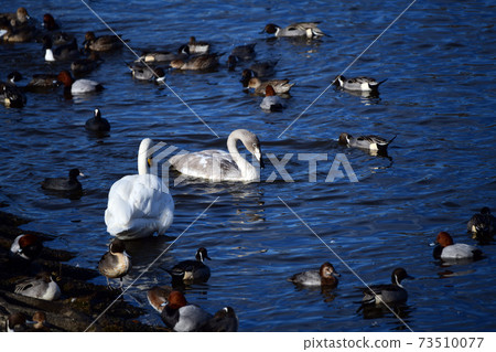 In the new year, Matsunouchi. It is crowded with young and adult whooper swans and many ducks. Japan. Chiba prefecture. January 2021. In the new year, Matsunouchi. It is crowded with young and adult whooper swans and many ducks. Japan. Chiba prefecture. January 2021. 73510077