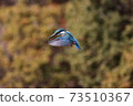 Kingfisher's hovering 73510367