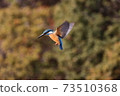 Kingfisher's hovering 73510368
