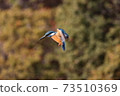Kingfisher's hovering 73510369