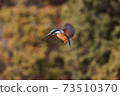Kingfisher's hovering 73510370