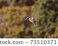 Kingfisher's hovering 73510371