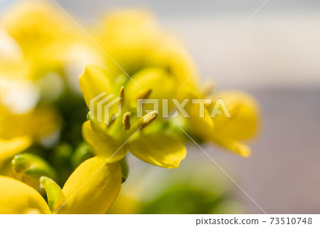 Asparagus Rape Blossom Asparagus Rape Blossom 73510748