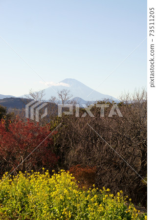Pastoral scenery <Rape blossoms and Mt. Fuji> Pastoral scenery <Rape blossoms and Mt. Fuji> 73511205