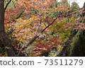 背景日本秋葉秋紅色 73511279