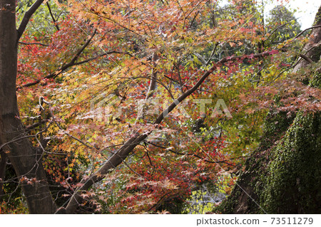 Background Japanese autumn leaves autumn red Background Japanese autumn leaves autumn red 73511279