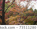背景日本秋葉秋紅色 73511280