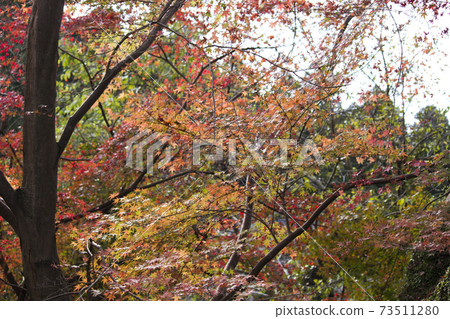 背景日本秋葉秋紅色 背景日本秋葉秋紅色 73511280