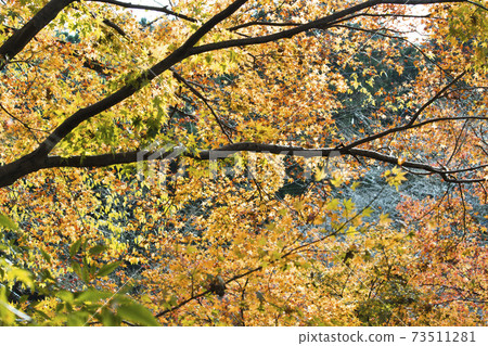 背景日本秋葉秋紅色 73511281