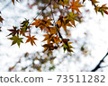 背景日本秋葉秋紅色 73511282