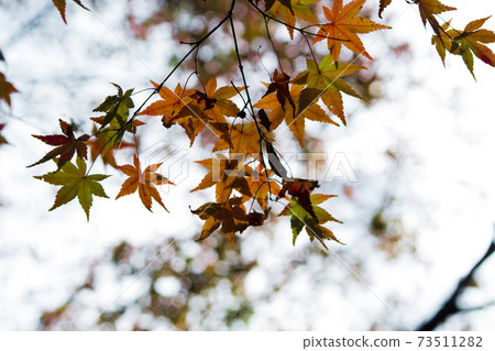 背景日本秋葉秋紅色 背景日本秋葉秋紅色 73511282