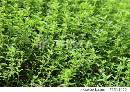 Time to grow in a sunny herb garden 73511452