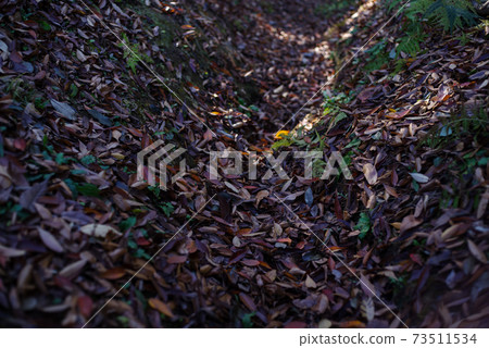 Fallen leaves piled up in the hollow of Noyama Fallen leaves piled up in the hollow of Noyama 73511534