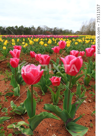 Tulip Tulip 73511557