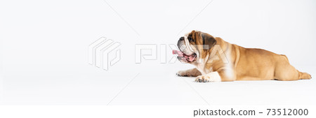 An English Bulldog is lying with its mouth open on a white background. The English Bulldog is a purebred dog with a pedigree. The breed of dog belongs to the moloss group. Panoramic frame. An English Bulldog is lying with its mouth open on a white background. The English Bulldog is a purebred dog with a pedigree. The breed of dog belongs to the moloss group. Panoramic frame. 73512000