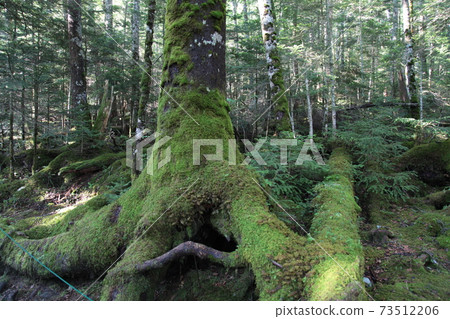 Very healing moss forest 73512206