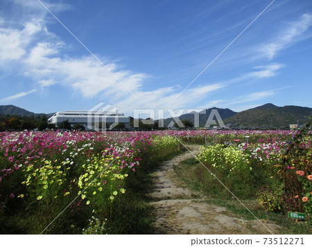 Cosmos field Cosmos field 73512271
