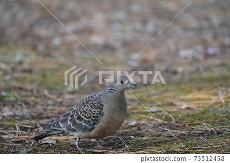 Turtledove Turtledove 73512458