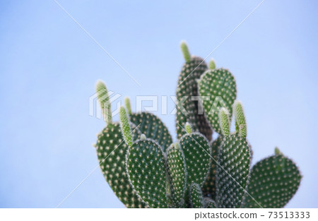 Cactus with growing shoots Cactus with growing shoots 73513333