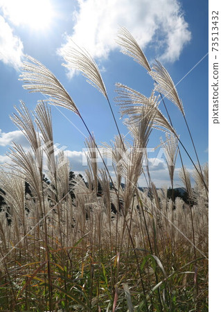 Flower pampas grass on the summit of Mt. Iwawaki 73513432