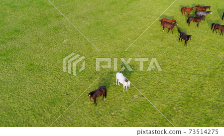 Ranch horse herd aerial view 73514275