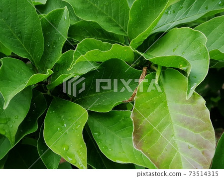 Fresh magnolia leaves. Magnolia soulangeana, green leaves 73514315