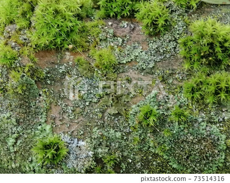 Green moss background - beautiful nature structure. Texture background. Green moss background - beautiful nature structure. Texture background. 73514316