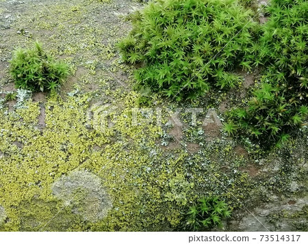 Green moss background - beautiful nature structure. Texture background. Green moss background - beautiful nature structure. Texture background. 73514317