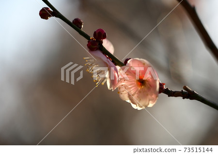 Plum blossom  73515144