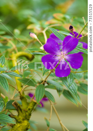 沒有按鈕(野生牡丹) 沒有按鈕(野生牡丹) 73515529
