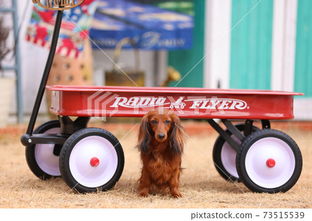 Dachshund playing in the garden 73515539