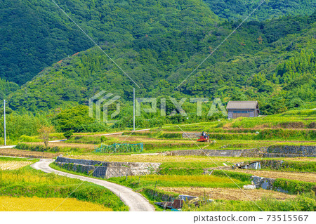 Kyoto Sodeshi Rice Terraces (early autumn) 73515567
