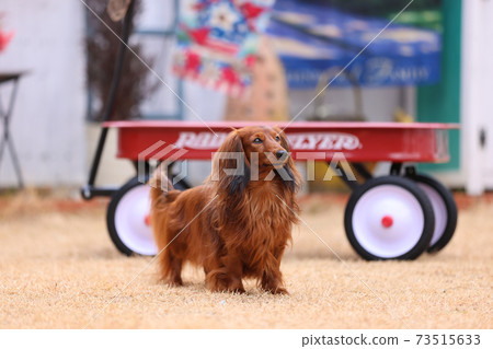 達克斯獵犬在花園裡玩耍 達克斯獵犬在花園裡玩耍 73515633