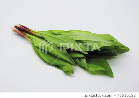 Garlic clamor Garlic clamor 73516158