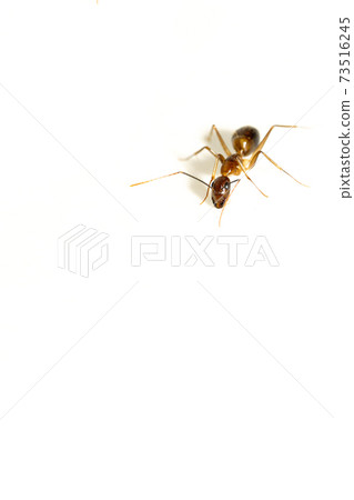 close up macro black garden ant background 73516245