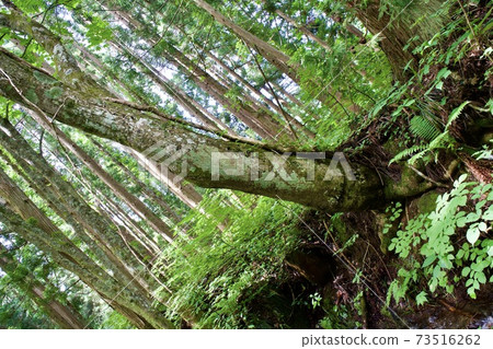 對角生長的樹 對角生長的樹 73516262