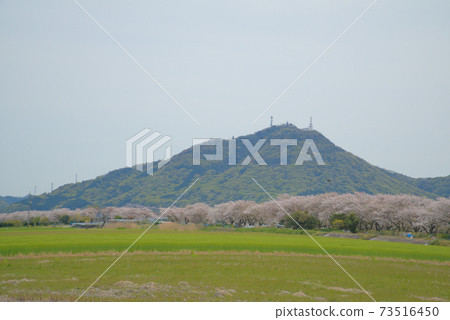 A row of cherry blossom trees of Yoshino cherry tree and Tsuneyama of spring haze, Minami-ku, Okayama City, Okayama Prefecture A row of cherry blossom trees of Yoshino cherry tree and Tsuneyama of spring haze, Minami-ku, Okayama City, Okayama Prefecture 73516450