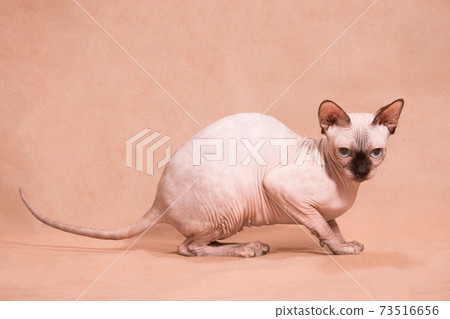 Hairless sphynx cat with stretched tail 73516656