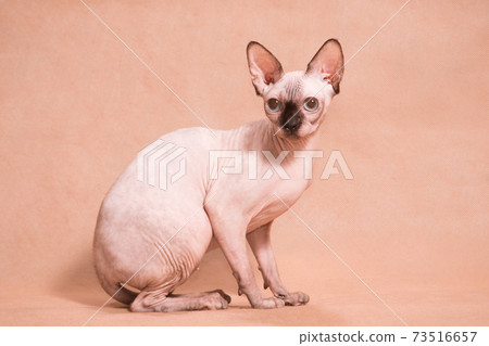 Hairless sphynx cat siting with black nose 73516657