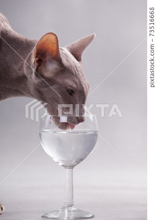 Oriental cat drinks water from a glass 73516668