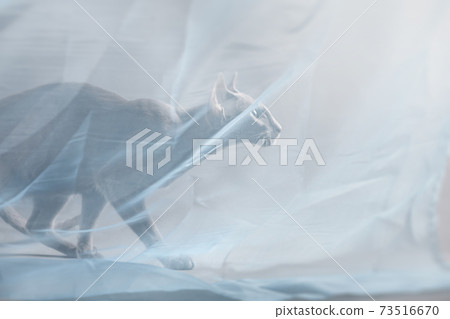 Oriental cat under a blue transparent cape sneaks 73516670
