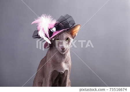 Portrait of a fashionable oriental cat in a hat 73516674