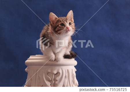 Kitten on plaster ornament expectantly looking upwards Kitten on plaster ornament expectantly looking upwards 73516725