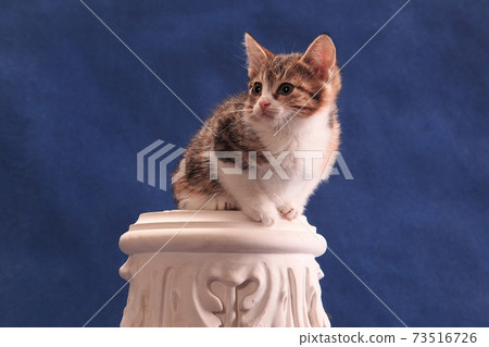 Kitten sitting on plaster ornament closeup Kitten sitting on plaster ornament closeup 73516726